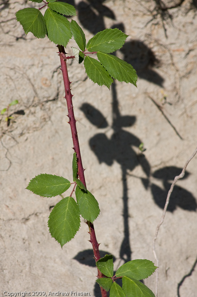 The Fraser River at Dewdney
