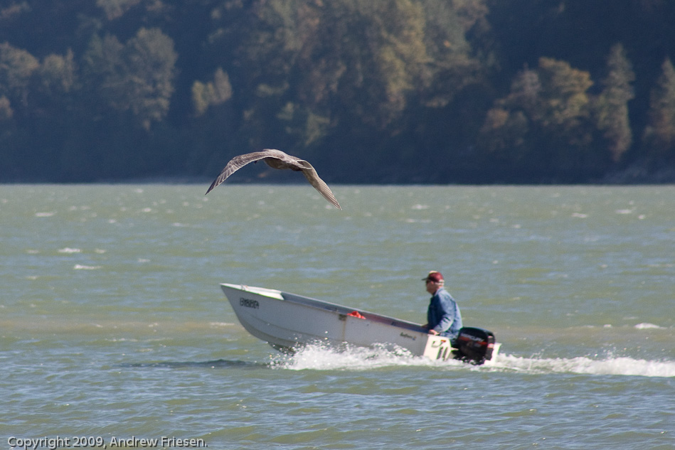 The Fraser River at Dewdney