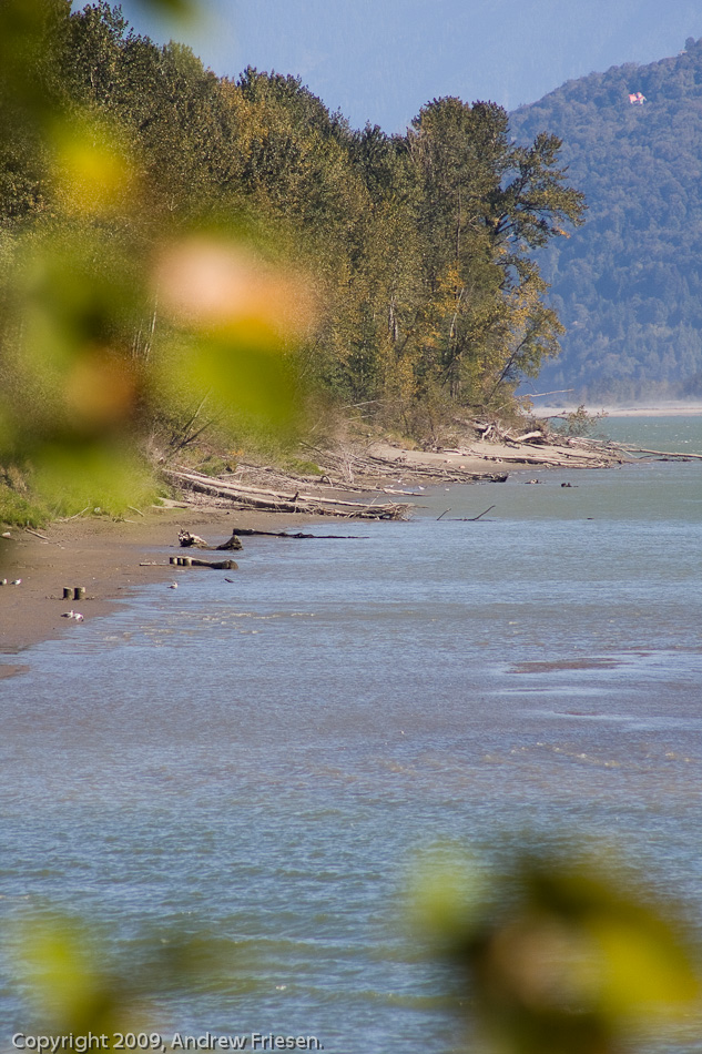 The Fraser River at Dewdney