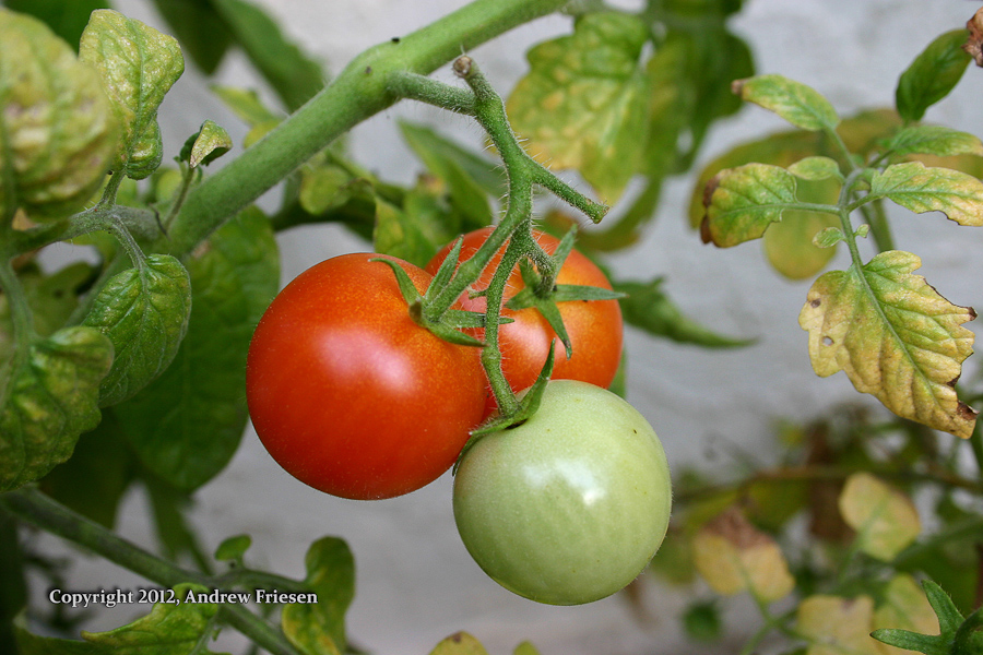 Cherry Tomatos