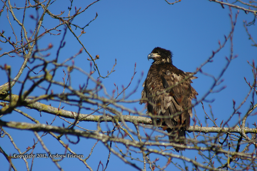 Eagle on the Fraser
