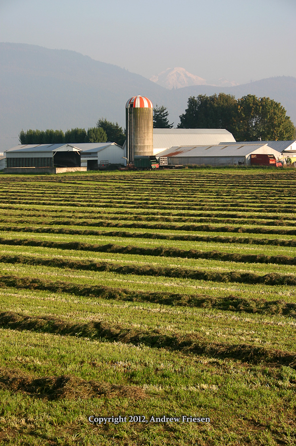 Hay in field